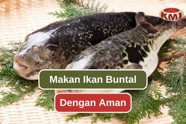 Tips Memakan Ikan Buntal dengan Aman